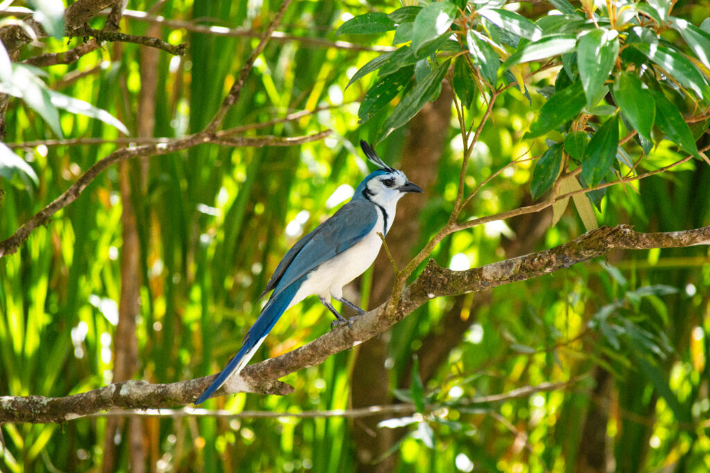 Urraca Hermosa Cariblanca (Calocitta formosa) Parque Nacional Arenal (21)